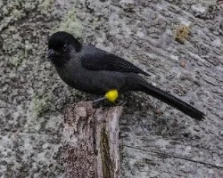 Pselliophorus tibialis