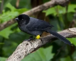 Pselliophorus tibialis