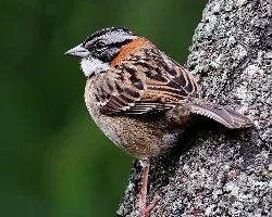 Zonotrichia capensis