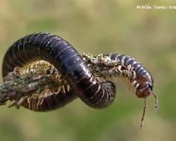 Tachypodoiulus niger