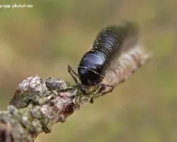 Tachypodoiulus niger