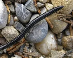 Tachypodoiulus niger