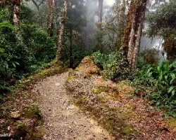 Caminando entre bosques