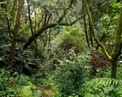 Bosques del cabeza de vaca