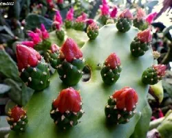 Cactus florido