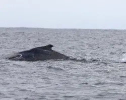 Megaptera novaeangliae