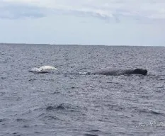 Megaptera novaeangliae