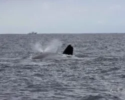 Megaptera novaeangliae