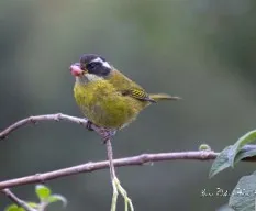 Chlorospingus pileatus