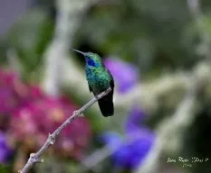Colibri thalassinus
