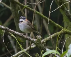 Zonotrichia capensis