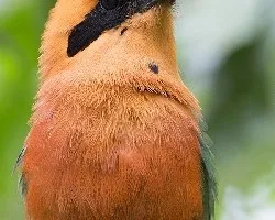 Baryphthengus martii