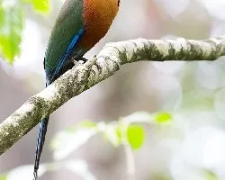 Baryphthengus martii