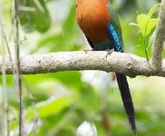 Baryphthengus martii