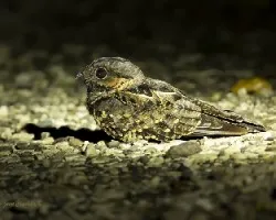 Nyctidromus albicollis