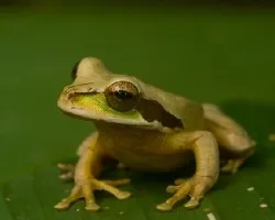 Smilisca phaeota