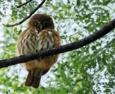 Glaucidium brasilianum