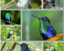 Thalurania colombica