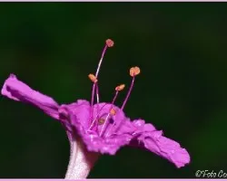 Organos reproductores de la flor