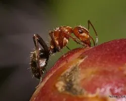 Camponotus sp.