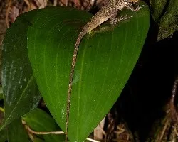 Anolis jacare