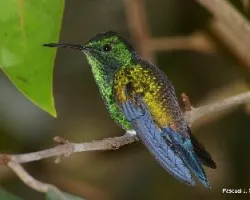 Amazilia saucerrottei