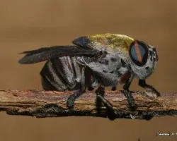 Dermatobia sp. 
