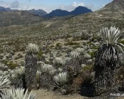 Paramo de piedras blancas