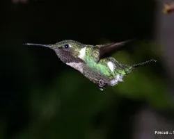 Chaetocercus heliodor