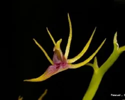 Hofmeisterella eumicroscopica