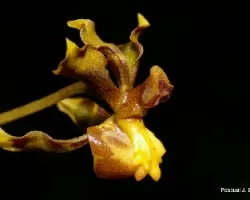Cyrtochilum (=oncidium ) cimiciferum