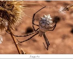  Argiope lobata