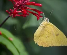 Pheobis sennae marcellina