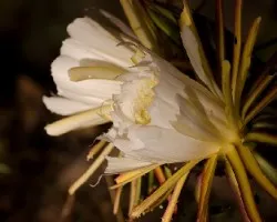 Hilocereus costaricensis