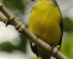 Myiozetetes granadensis