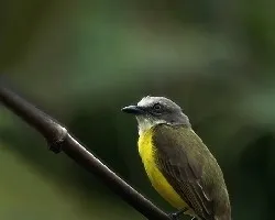 Myiozetetes granadensis