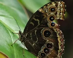 Nymphalidae morphinae