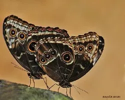 Nymphalidae morphinae