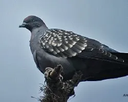 Patagioenas maculosa