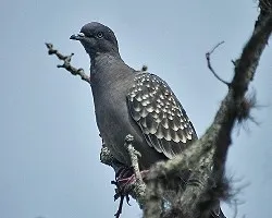 Patagioenas maculosa