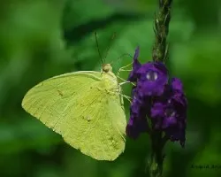 Phoebis philea philea