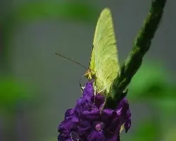 Phoebis philea philea