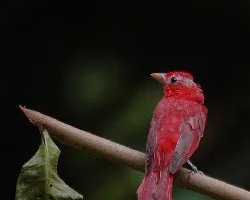 Piranga rubra