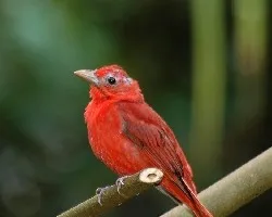 Piranga rubra