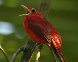 Piranga rubra