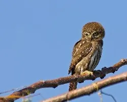 Glaucidium brasilianum