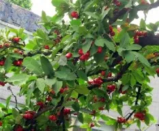 Sizygium samaranguensis