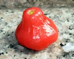 Sizygium samaranguensis