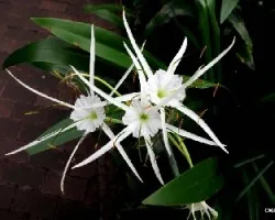 Hymenocallis caribaea 