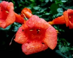 Campsis radicans